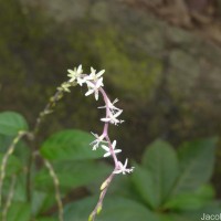 Petiveria alliacea L.